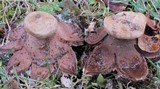 Geastrum rufescens image