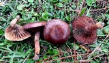 Chroogomphus ochraceus image