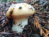 Gomphidius oregonensis image