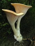 Clitocybe gibba image