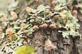 Mycena corticola image
