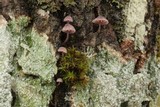 Mycena corticola image
