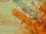 Clitopilus hobsonii image