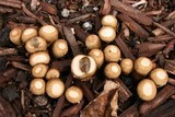 Cyathus olla image