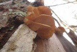 Sarcomyxa serotina image