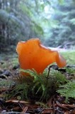 Guepinia helvelloides image