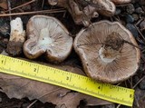 Hebeloma sinapizans image