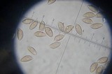 Hebeloma sinapizans image