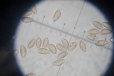 Hebeloma sinapizans image