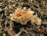 Abortiporus biennis image