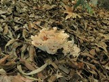 Abortiporus biennis image