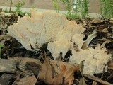 Abortiporus biennis image