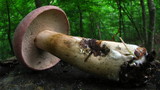 Tylopilus rubrobrunneus image