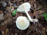 Clitocybe phyllophila image
