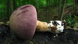 Tylopilus rubrobrunneus image