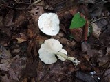 Clitocybe phyllophila image