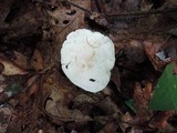 Clitocybe phyllophila image