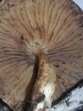 Simocybe centunculus var. centunculus image