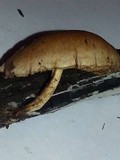 Simocybe centunculus var. centunculus image