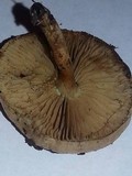 Simocybe centunculus var. centunculus image