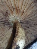 Simocybe centunculus var. centunculus image