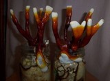 Ganoderma sessile image