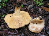 Lactarius argillaceifolius image
