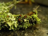 Cladonia caespiticia image