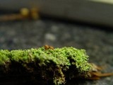 Cladonia caespiticia image