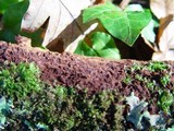 Fuscoporia ferruginosa image