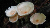 Clitocybe gibba image