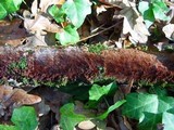 Fuscoporia ferruginosa image