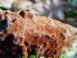 Fuscoporia ferruginosa image