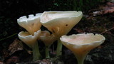Clitocybe gibba image
