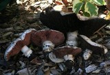 Agaricus bitorquis image