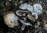 Agaricus bitorquis image