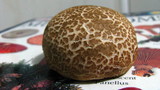 Caloboletus inedulis image