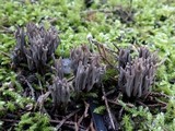 Clavulina cinerea image