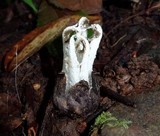 Blumenavia rhacodes image