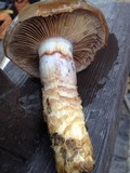 Cortinarius glutinosoarmillatus image