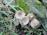 Mycena galericulata image