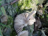 Mycena galericulata image