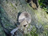 Mycena galericulata image