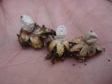 Geastrum minimum image
