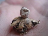 Geastrum minimum image