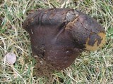 Calvatia craniiformis image