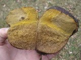 Calvatia craniiformis image
