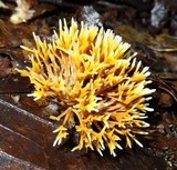 Lachnocladium schweinfurthianum image