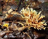 Lachnocladium schweinfurthianum image