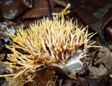 Lachnocladium schweinfurthianum image